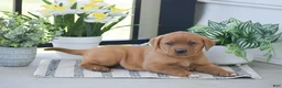 Labrador Retriever dogs for sale: Rachel - Ad 2