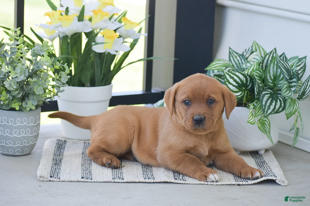Labrador Retriever dogs for sale: Rachel - Ad 2
