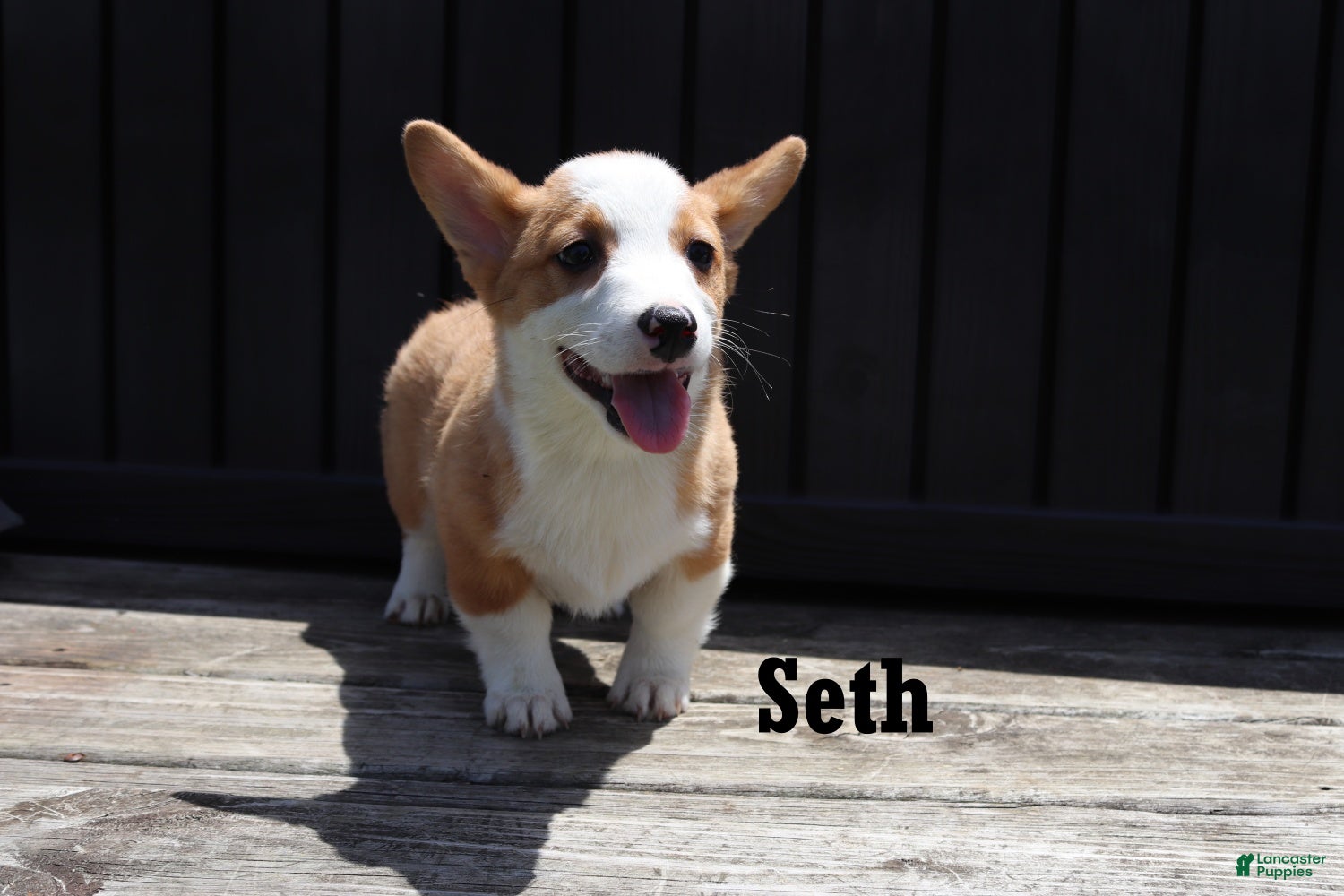 Welsh Corgi Pembroke dogs Seth - Ad 1