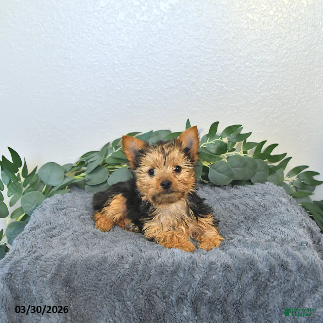 Yorkshire Terrier dogs for sale: Theo - EXTRA SMALL - Ad 1