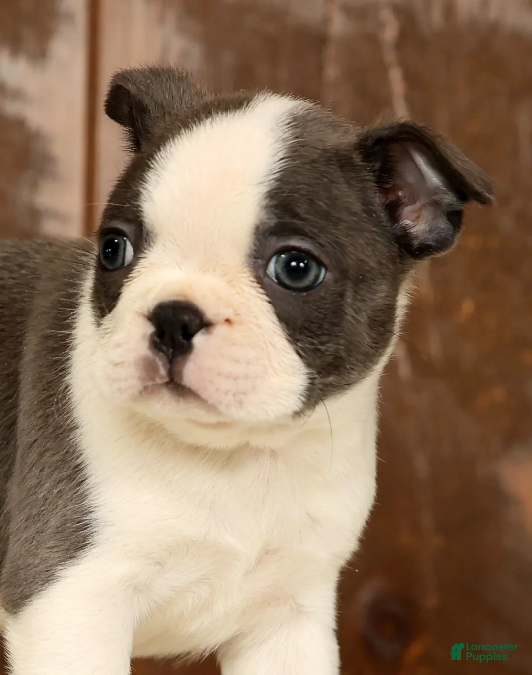 Boston Terrier dogs for sale: Rita - Ad 9