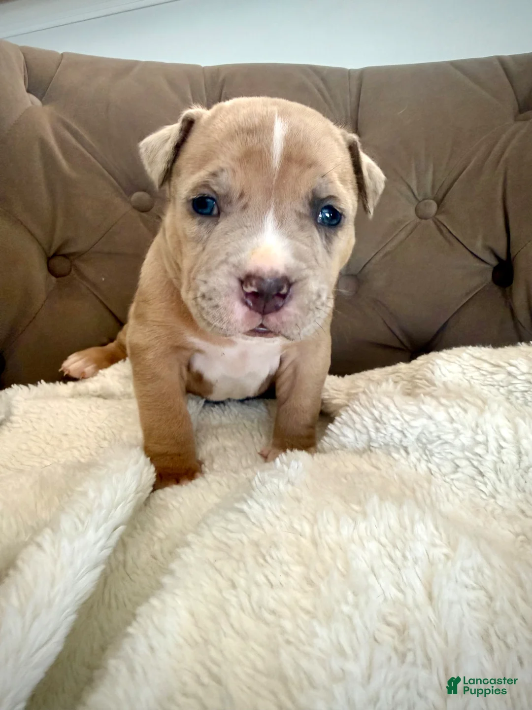 American Bully dogs for sale: Rex - XL American Bully Puppy  - Ad 2