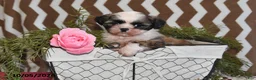 Shih Tzu dogs for sale: Benji - Ad 4