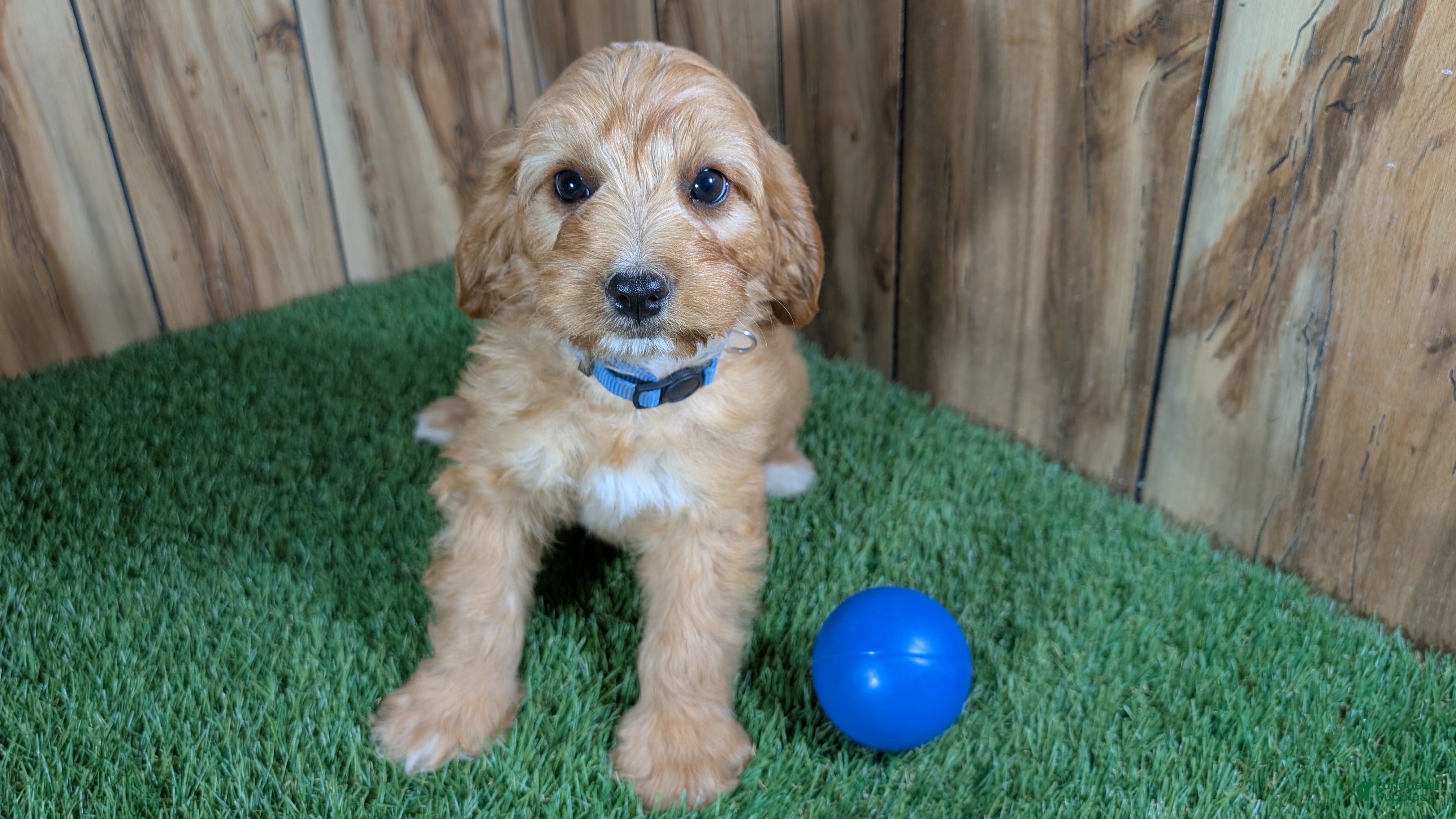 Cavapoo dogs Jazzy Boy 1 - Ad 1