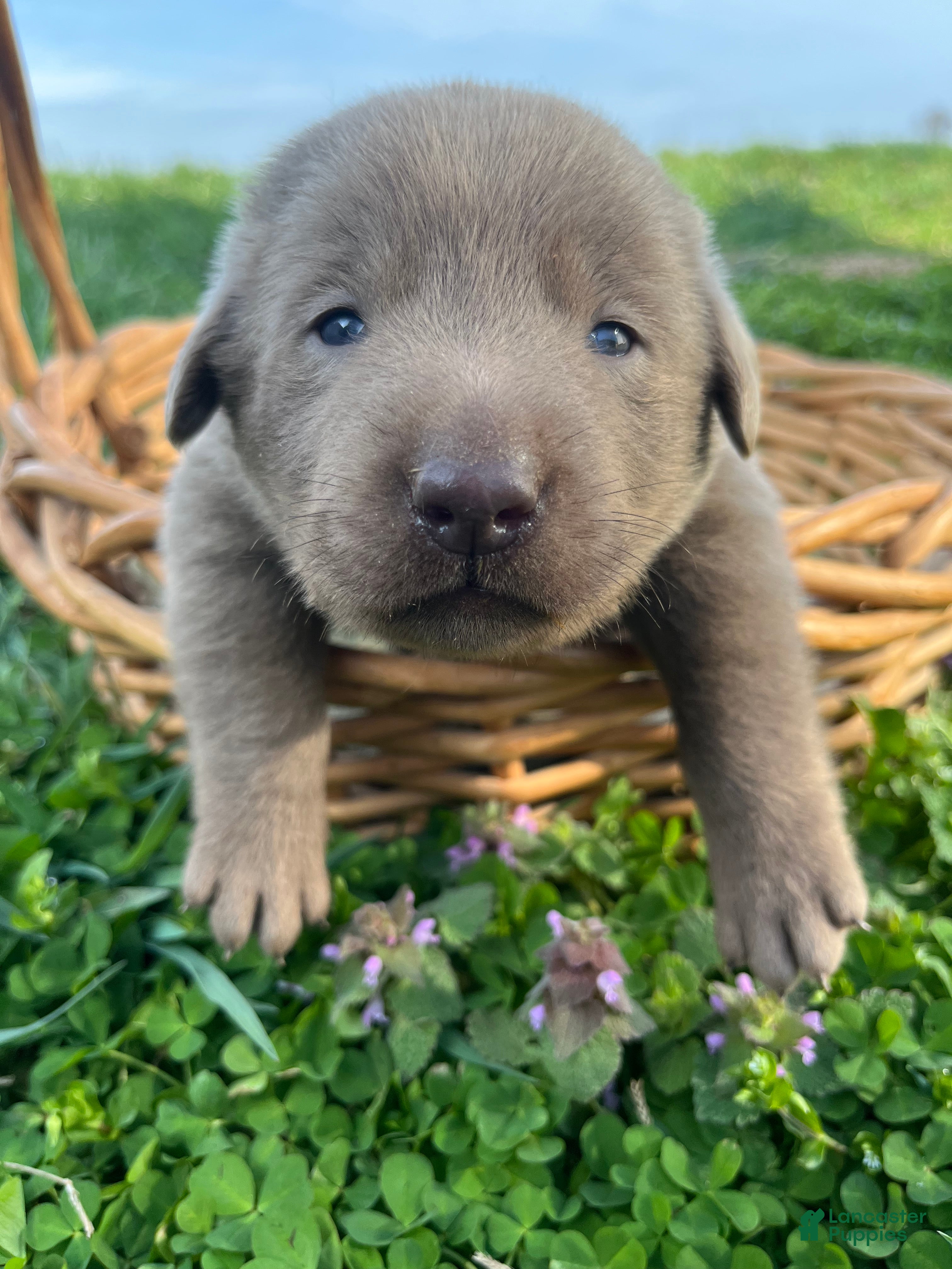 Labrador Retriever dogs for sale: Theo - Ad 3