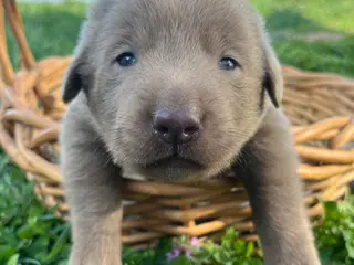 Labrador Retriever dogs for sale: Theo - Ad 3