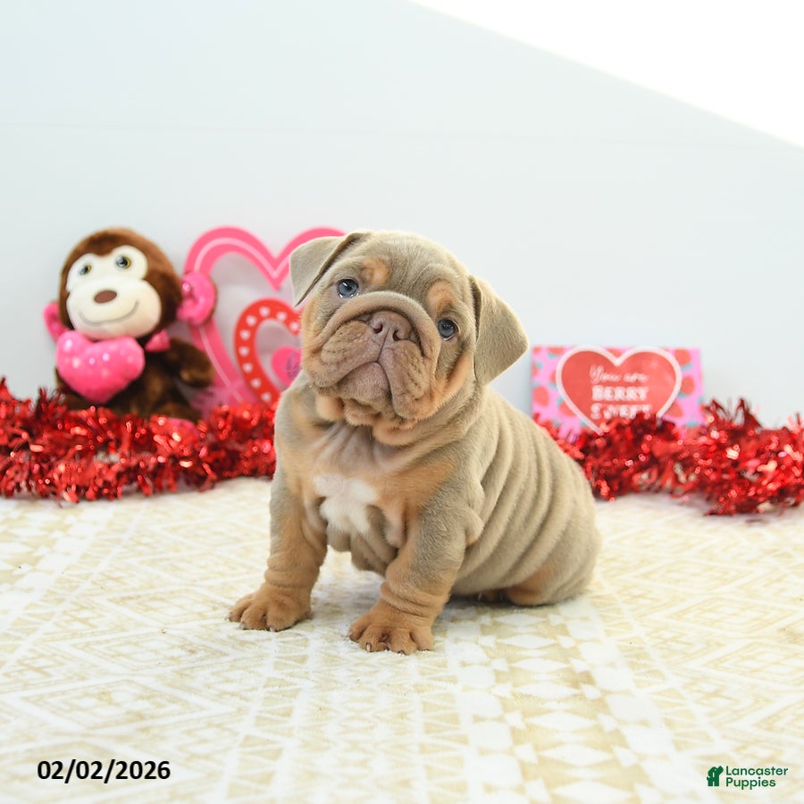 English Bulldog dogs Reese - Ad 7