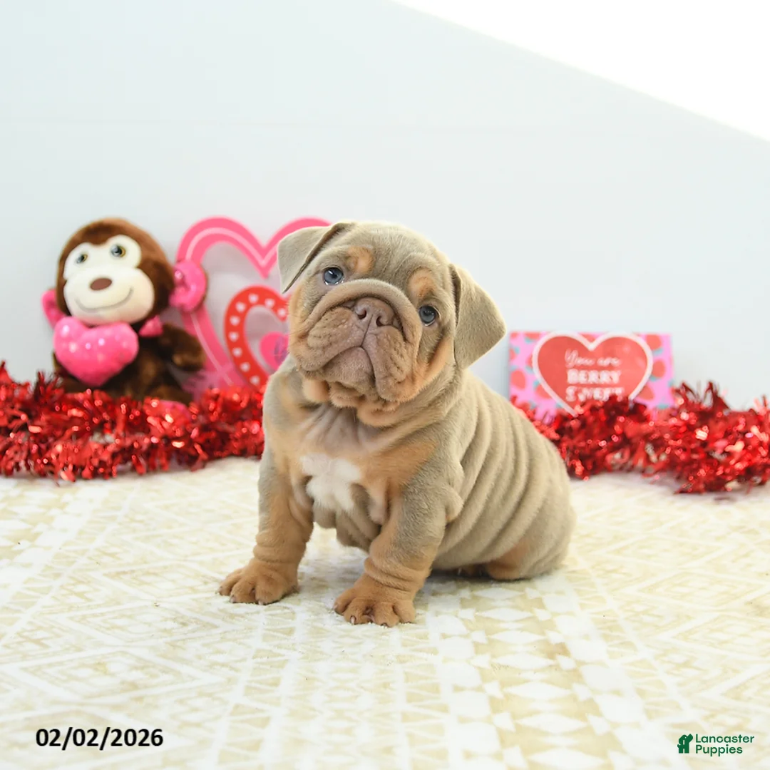 English Bulldog dogs for sale: Reese - Ad 1