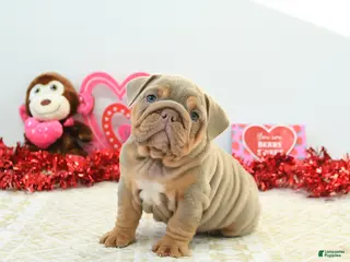 English Bulldog dogs Reese - Ad 7