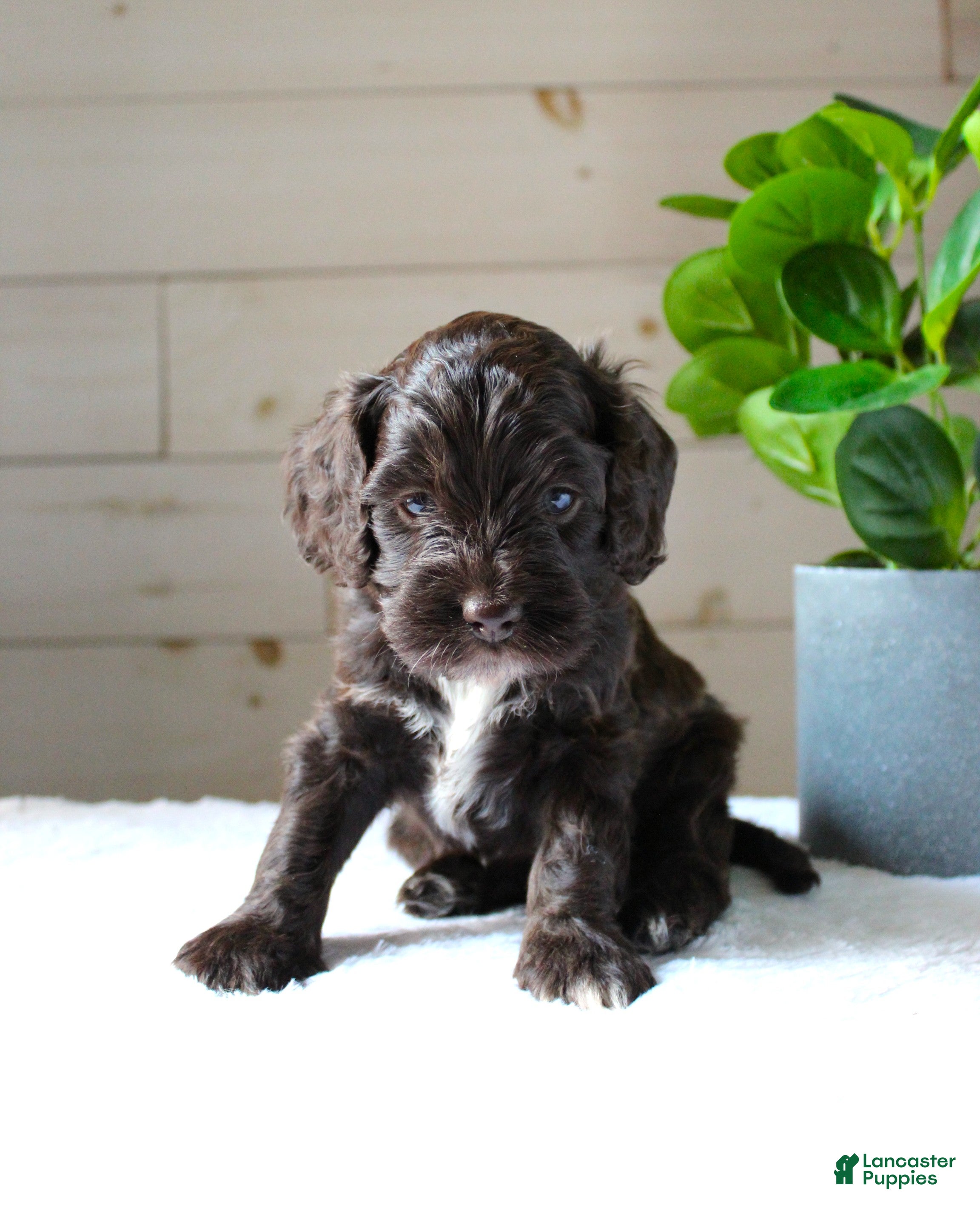 Cockapoo dogs for sale: Oakley - Ad 2