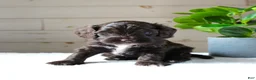 Cockapoo dogs for sale: Oakley - Ad 1