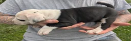 American Pit Bull Terrier dogs for sale: American Pit Bull Terrier Puppy 2 - Ad 6