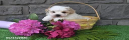 Maltipoo dogs for sale: Ricky - Ad 1