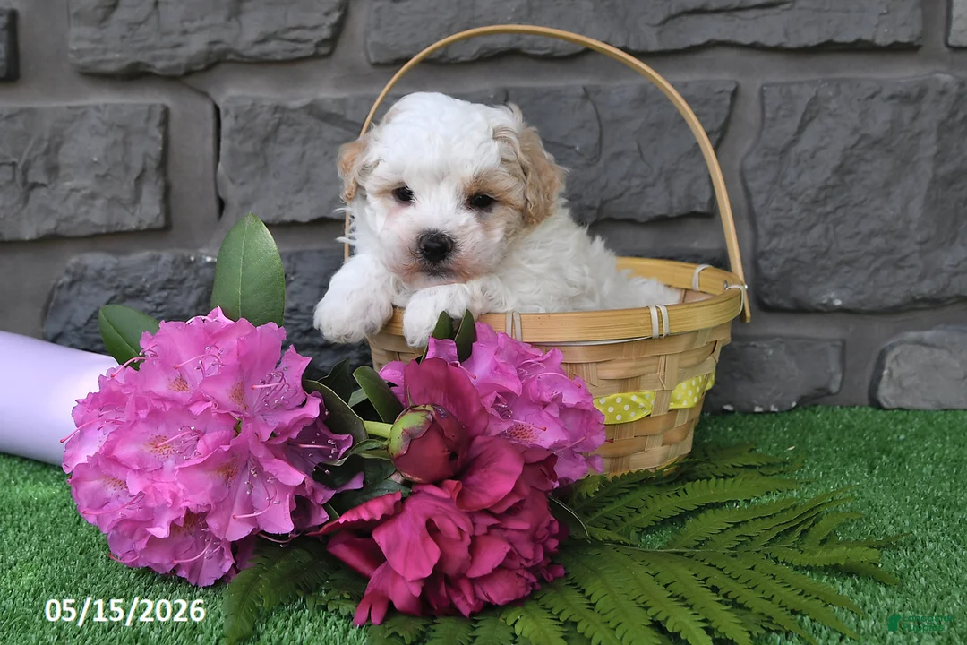 Maltipoo dogs for sale: Ricky - Ad 1