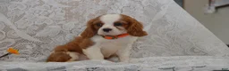 Cavalier King Charles Spaniel dogs for sale: Woodling - Ad 2