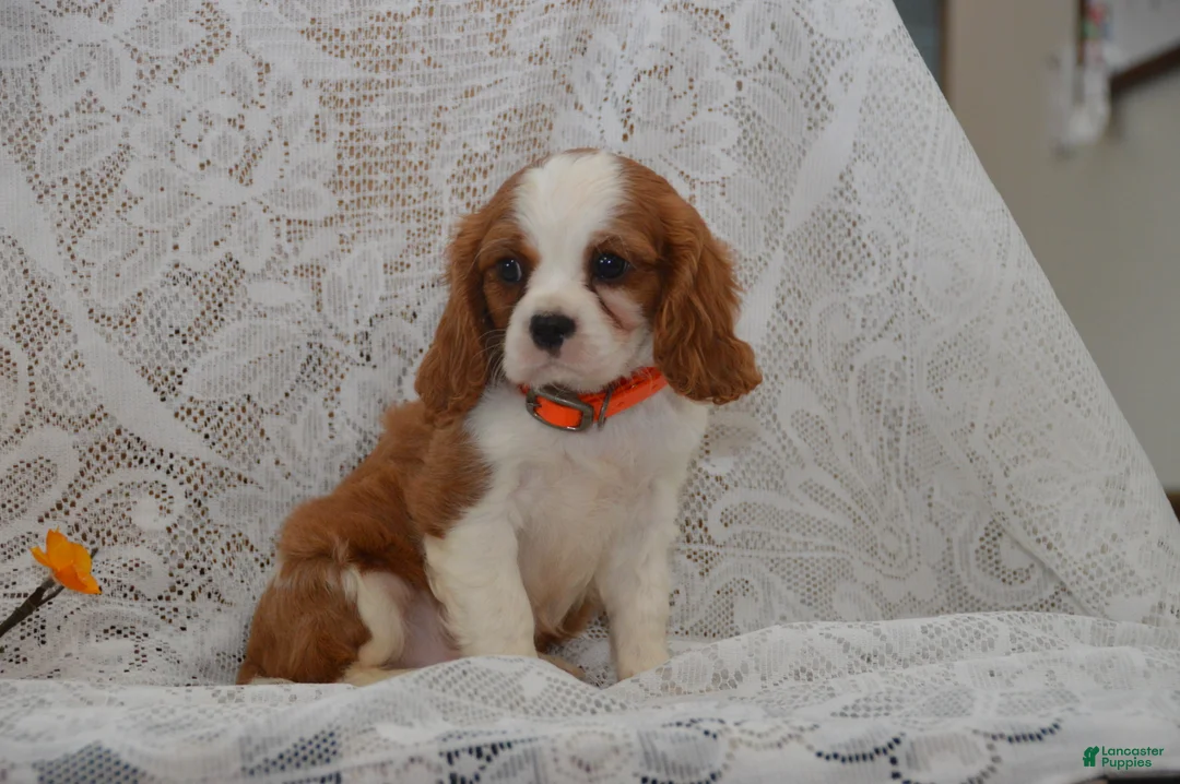 Cavalier King Charles Spaniel dogs for sale: Woodling - Ad 2