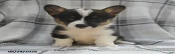 Welsh Corgi Pembroke dogs for sale: Willow - Ad 6
