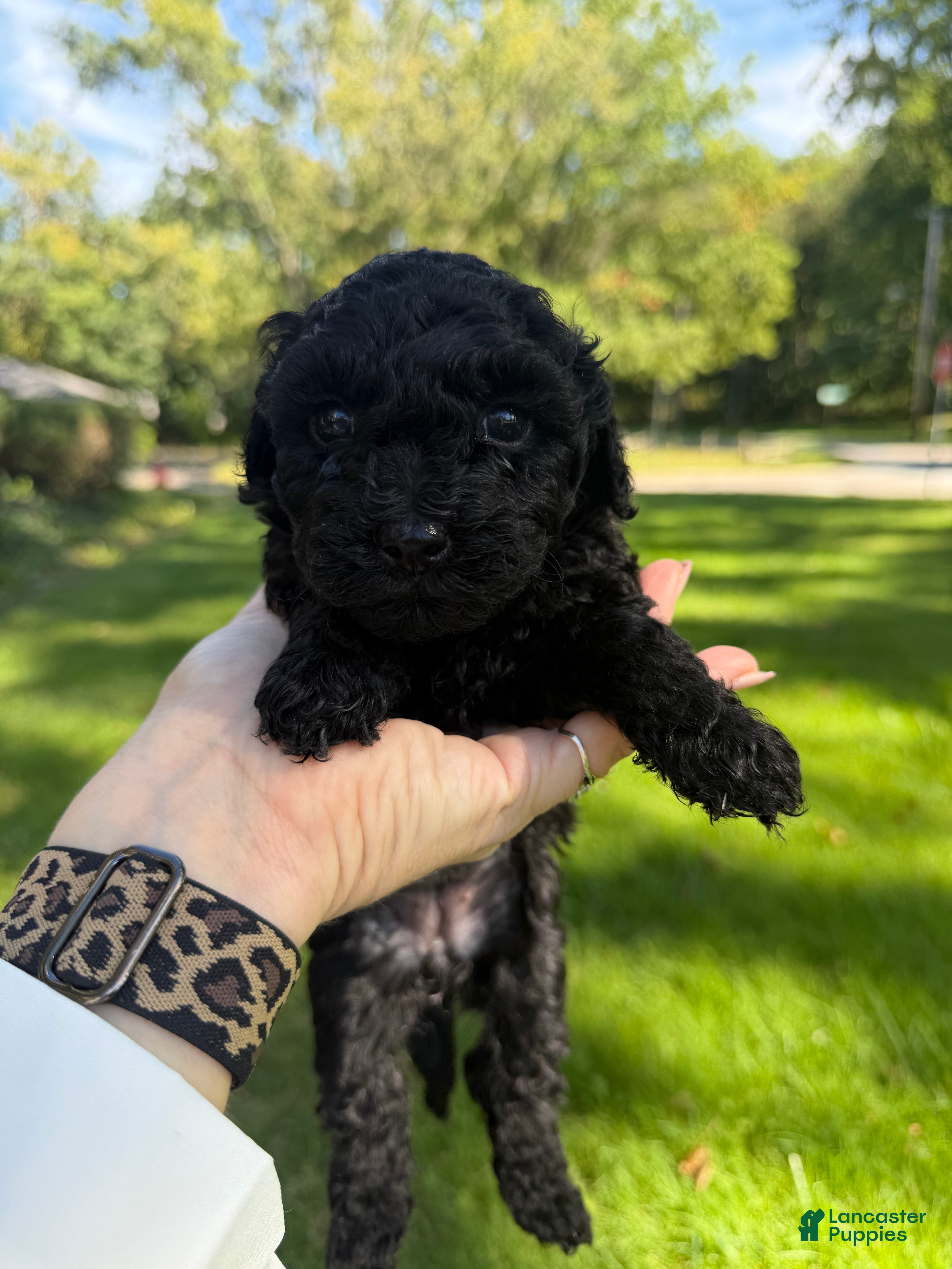 Yorkiepoo dogs Wednesday - Ad 1
