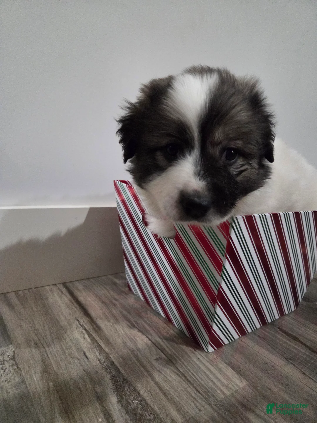 Great Pyrenees dogs for sale: Holly - Ad 10