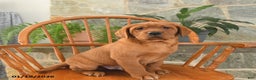 Labrador Retriever dogs for sale: Copper - Ad 4