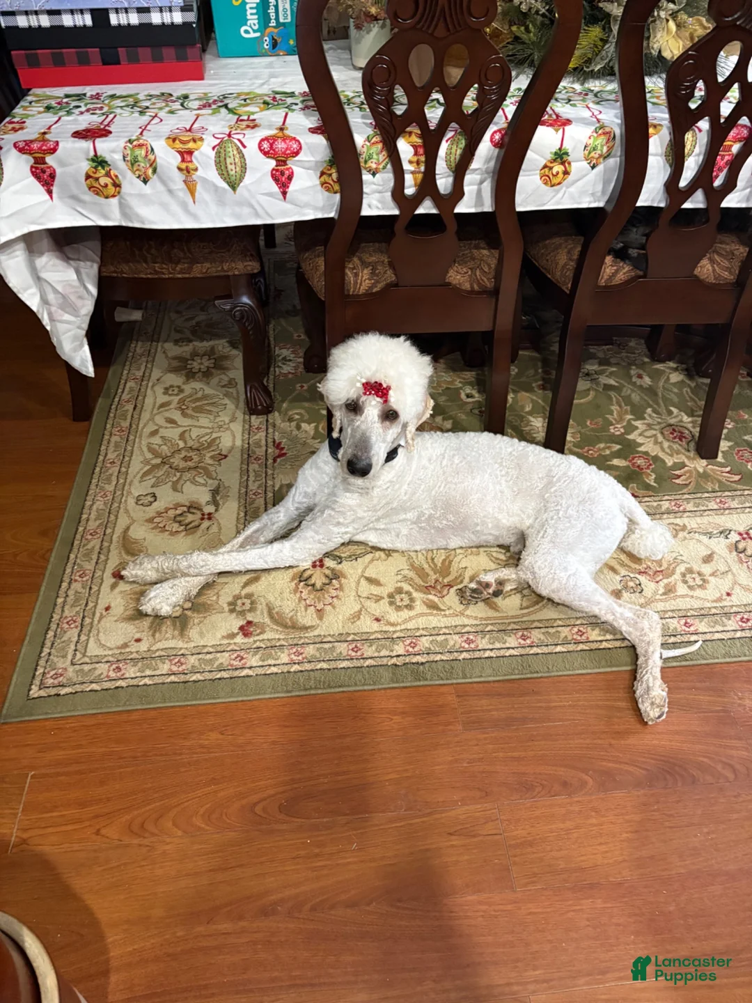 Great Danoodle dogs for sale: Great Danoodle 4 - Ad 3