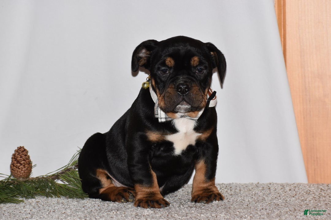 Mixed Breed dogs for sale: Buddy - Ad 6