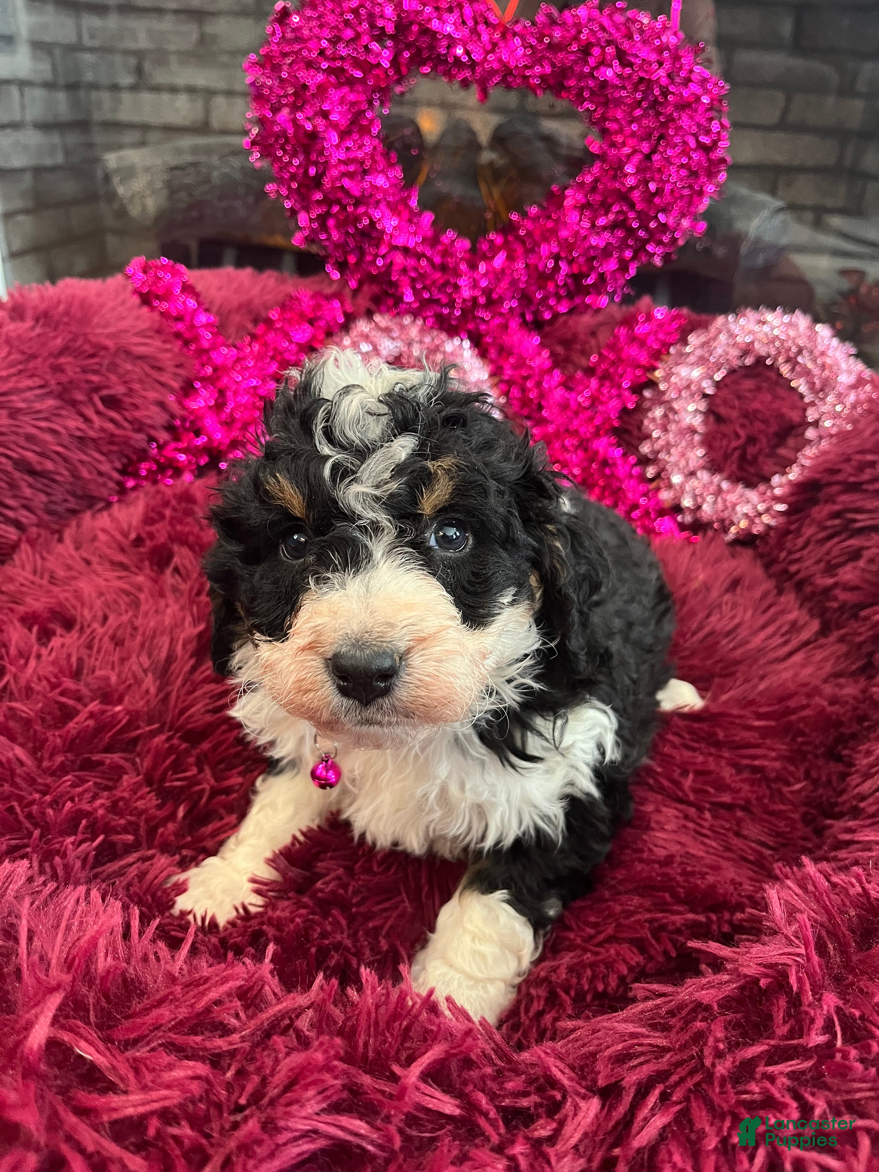 Mini Bernedoodle dogs Brandy - Ad 2