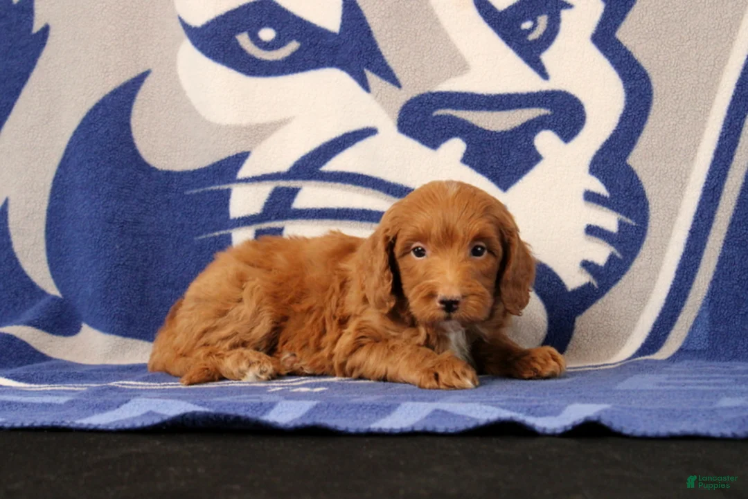 Mini Goldendoodle dogs for sale: Eore - Ad 4