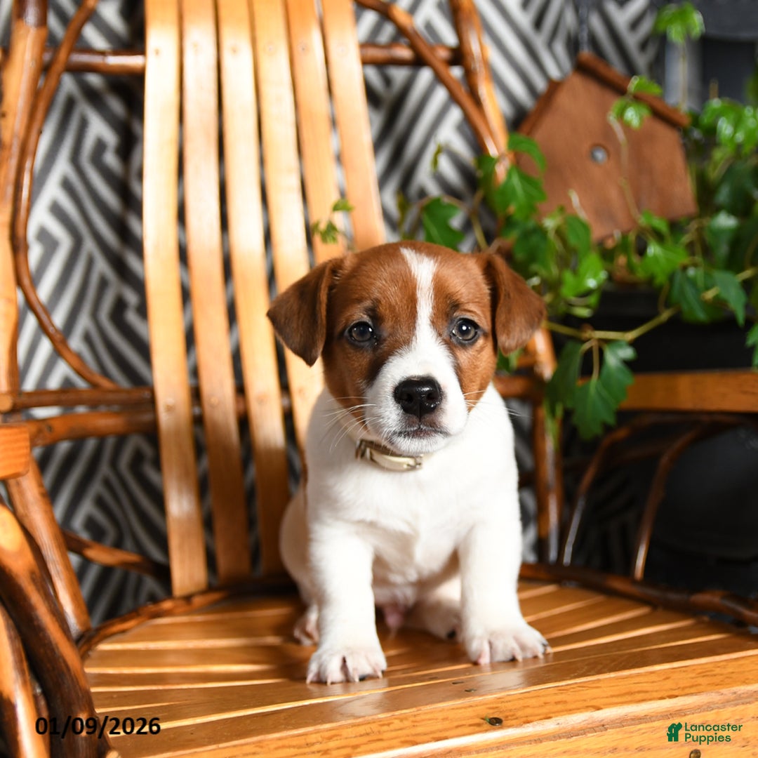 Jack Russell Terrier dogs for sale: Splashes - Ad 2