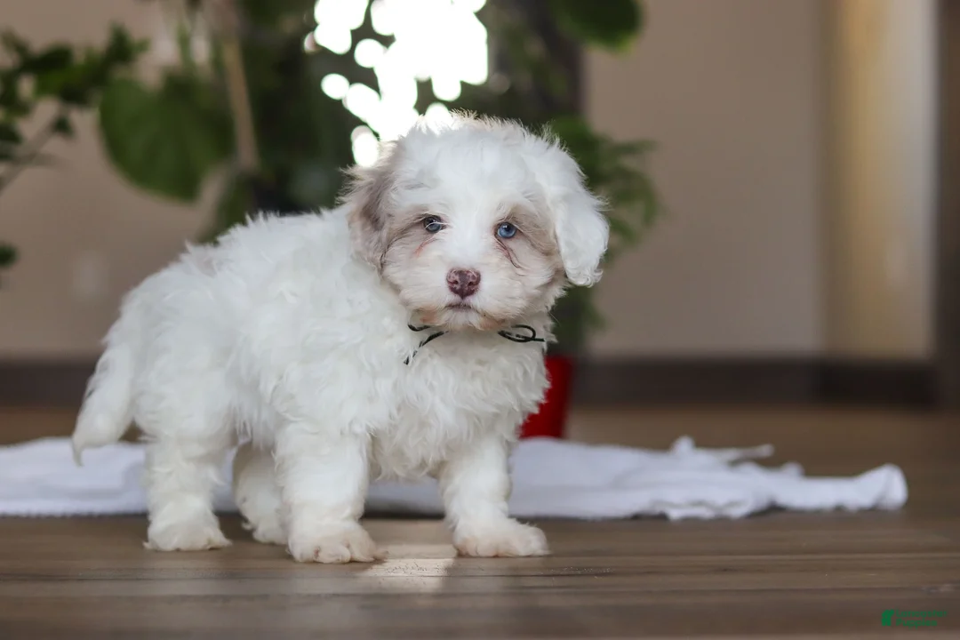 Havapoo dogs for sale: Marshall - Ad 5