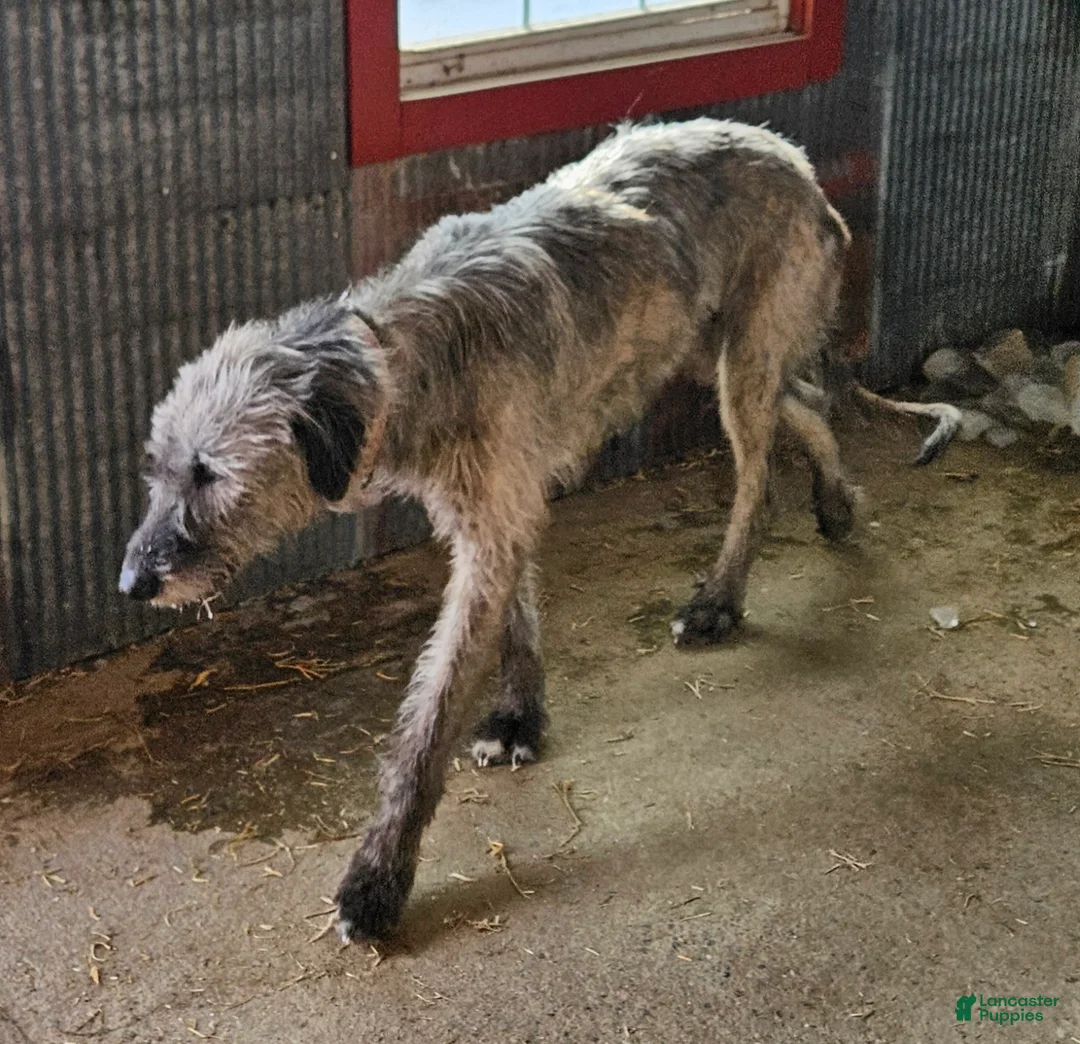 Irish Wolfhound dogs for sale: Irish Wolfhound Puppy 1 - Ad 2