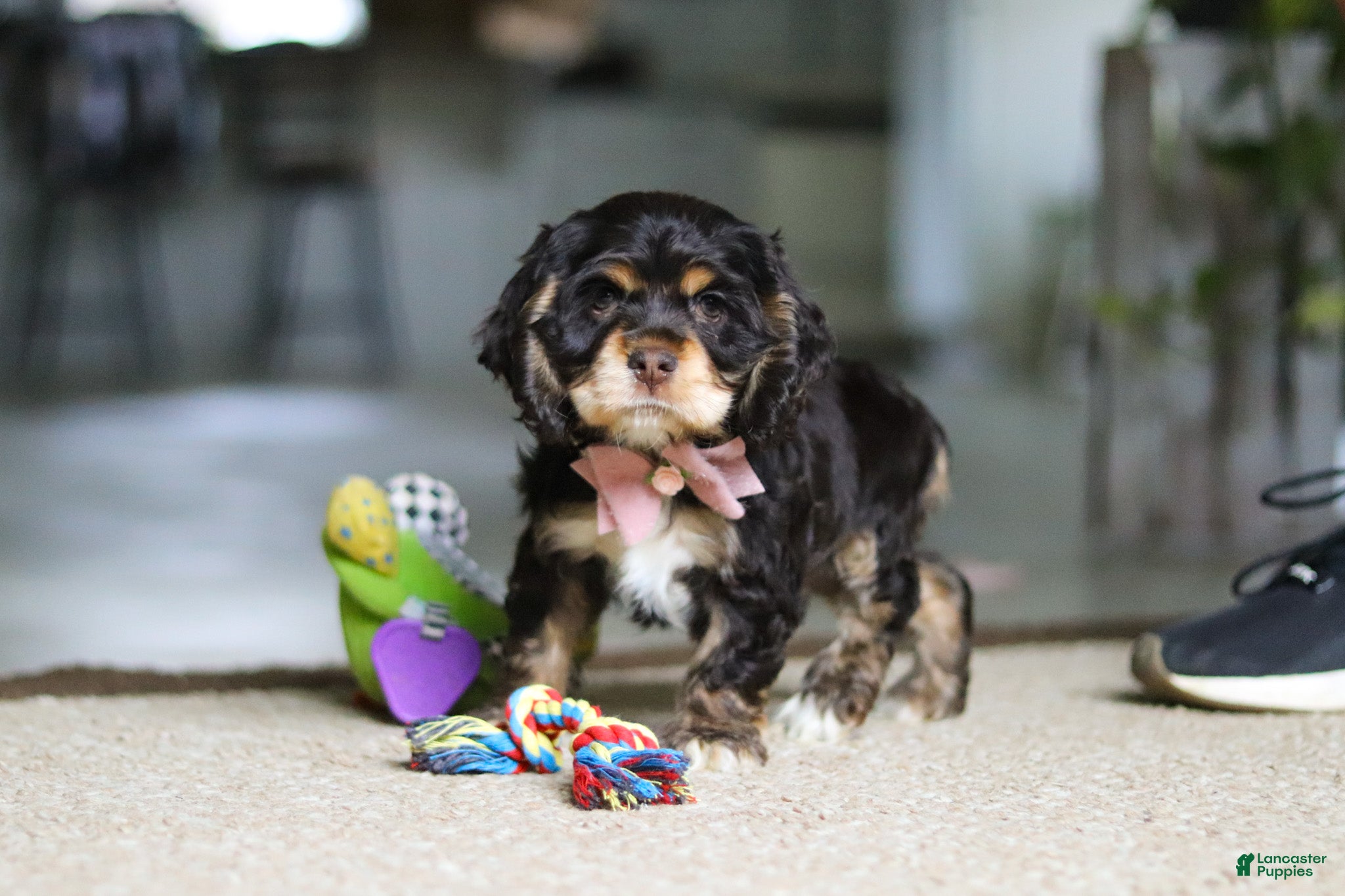 Cocker Spaniel dogs Hazel - Ad 1