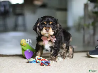 Cocker Spaniel dogs for sale: Hazel - Ad 1