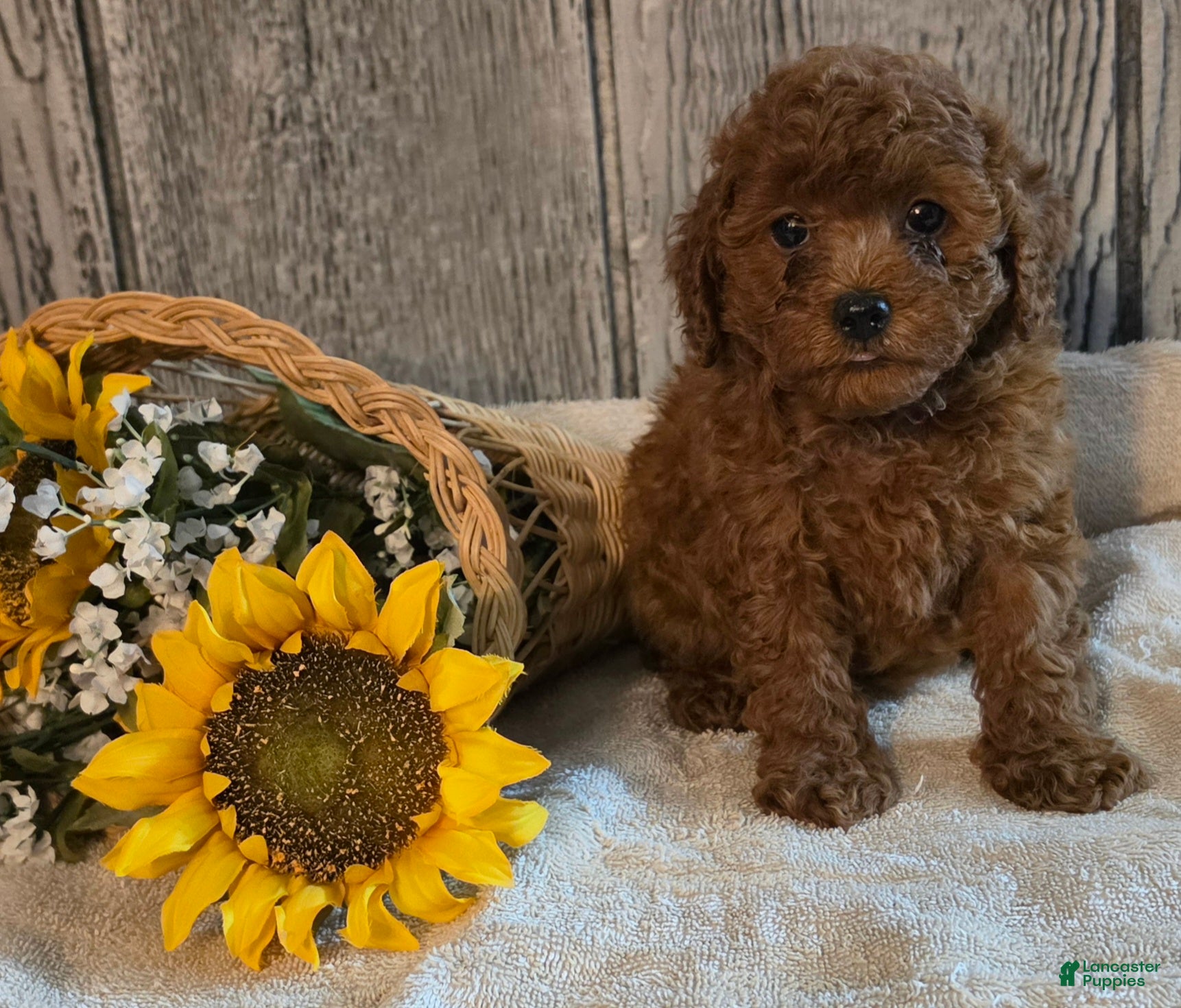 Toy Poodle dogs Roxy - Ad 1