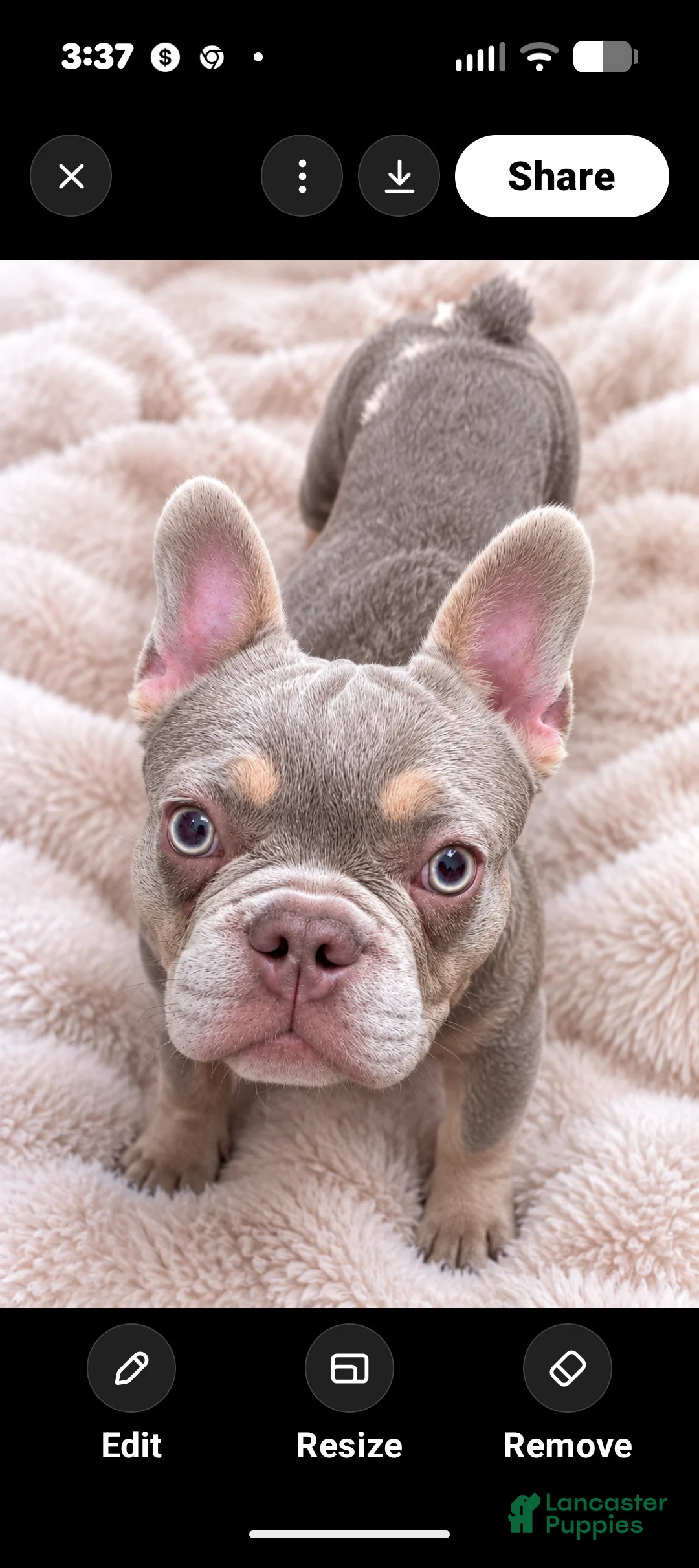 French Bulldog dogs for sale: 💙 ENZO New Shade • Beautiful Eyes 👀✨ - Ad 6