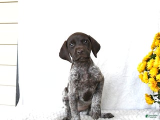 German Shorthaired Pointer dogs - Ad 21
