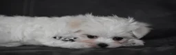 Maltese dogs for sale: Aria - Ad 5
