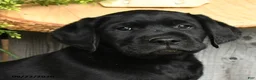 Labrador Retriever dogs for sale: Bingham - Ad 4