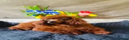 Toy Poodle dogs for sale: Molly - Ad 4