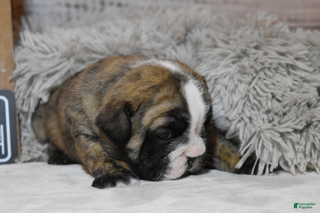 English Bulldog dogs for sale: Phyllis - Ad 3