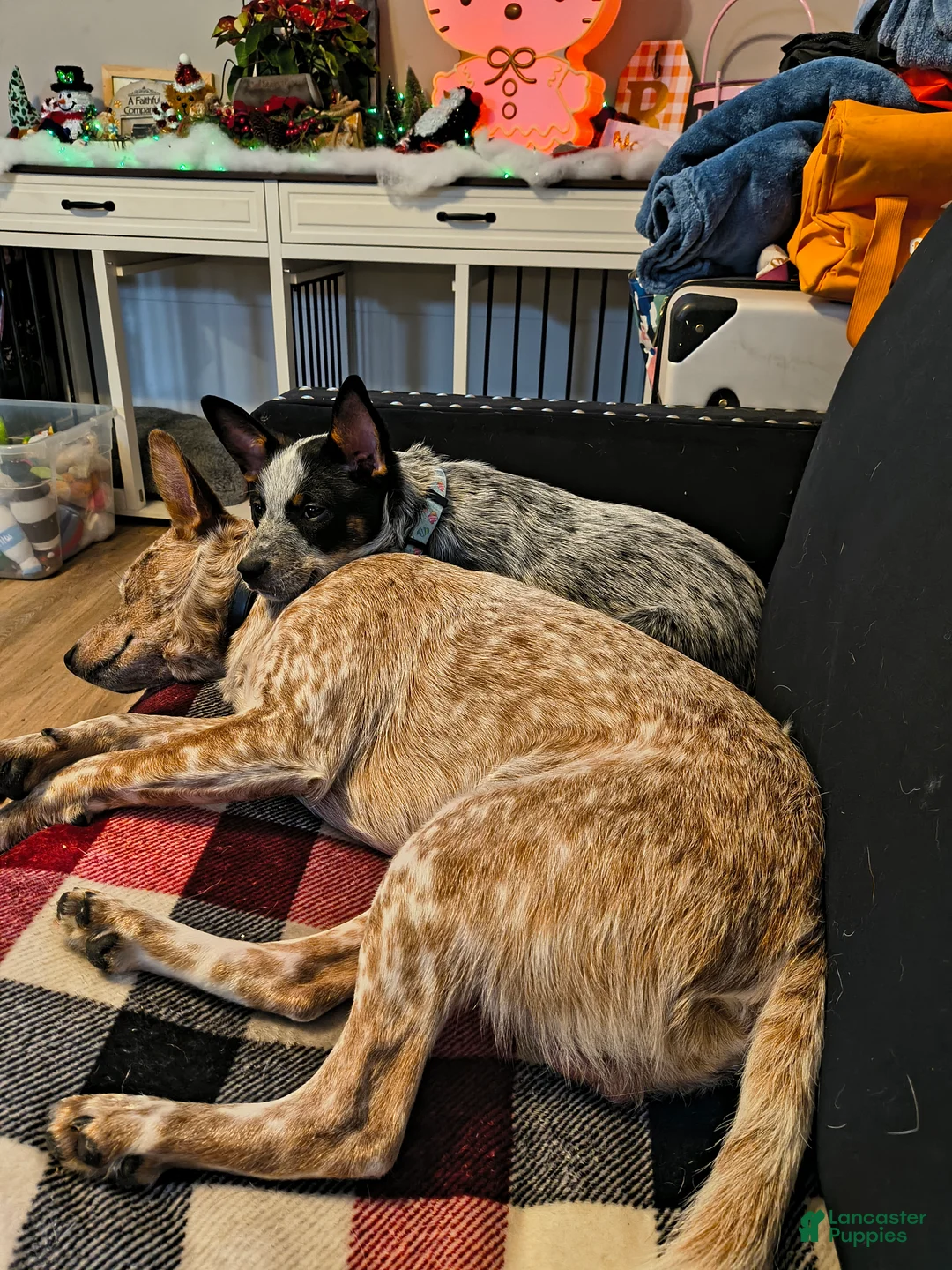 Australian Cattle Dog dogs for stud: STUD SERVICE $500 - Ad 2