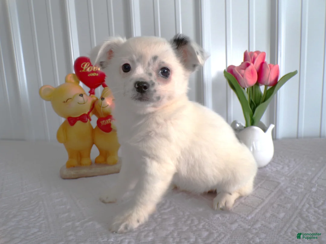 Chihuahua dogs for sale: Chihuahua Puppy 1 Marcy - Ad 3