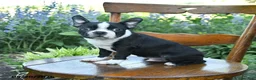 Boston Terrier dogs for sale: Vadar  - Ad 5