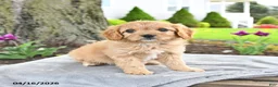 Cavapoo dogs for sale: Marigold - Ad 3