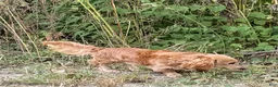 Miniature Dachshund dogs for sale: Cooper - Ad 7