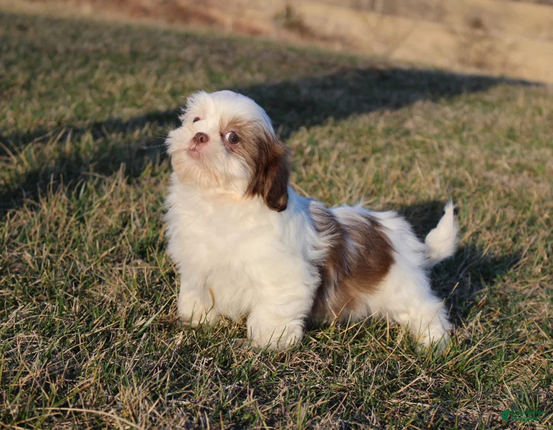 Shih Tzu dogs for sale: Spot - Ad 6