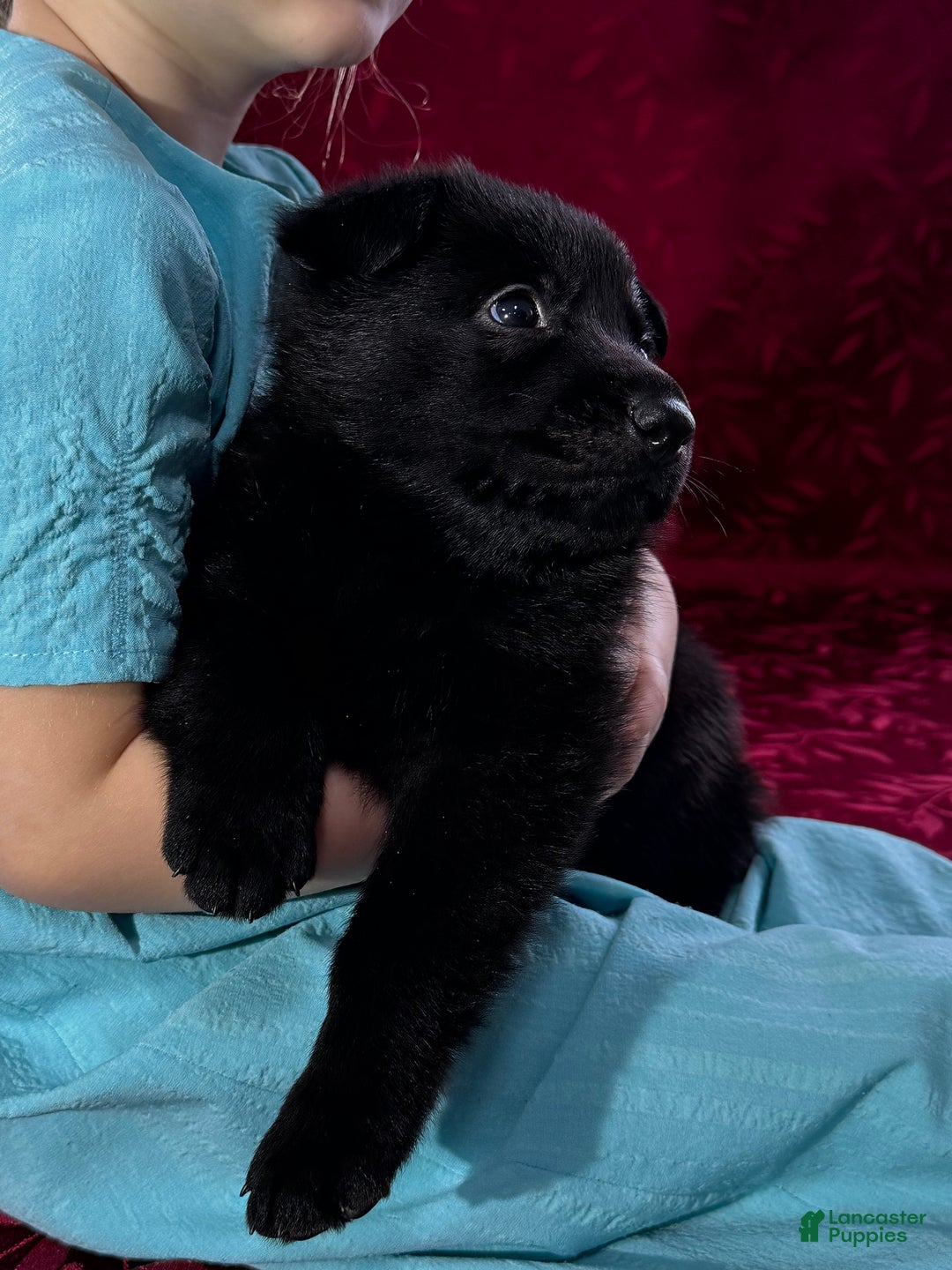 German Shepherd dogs for sale: Durango - Ad 11