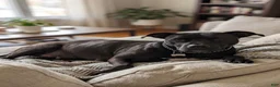 American Pit Bull Terrier dogs for sale: American Pit Bull Terrier 3 - Ad 7