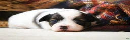 Papillon dogs for sale: Cosette Papillon  - Ad 3