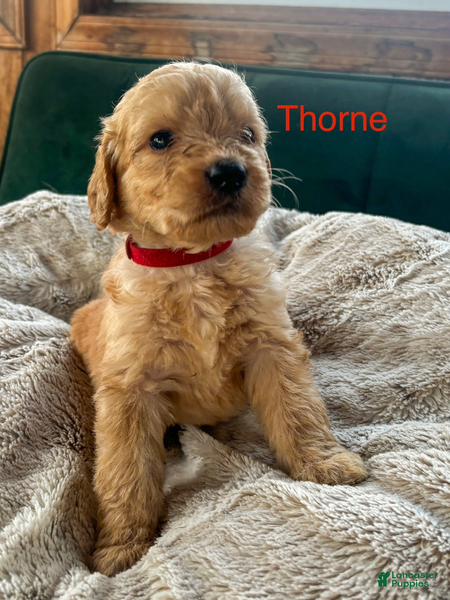 Goldendoodle dogs Thorne - Ad 39